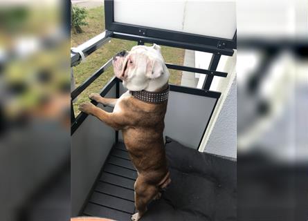 Englische Bulldogge,  7 Jahre alt, Rüde