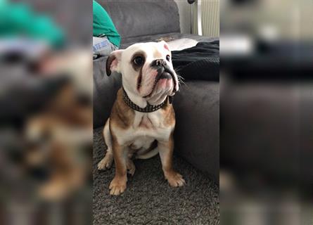 Englische Bulldogge,  7 Jahre alt, Rüde