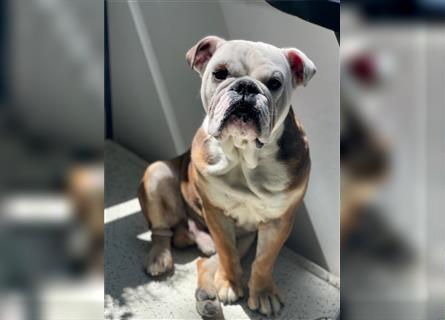 Englische Bulldogge,  7 Jahre alt, Rüde