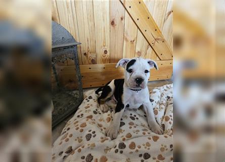 Englische Bulldogge / Boxer Mix Welpen