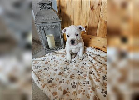 Englische Bulldogge / Boxer Mix Welpen