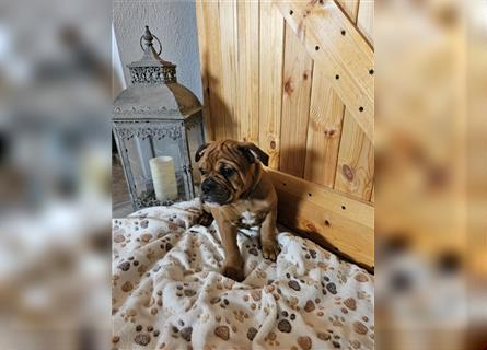 Wir dürfen jetzt ausziehen.Englische Bulldogge / Boxer Mix Welpen