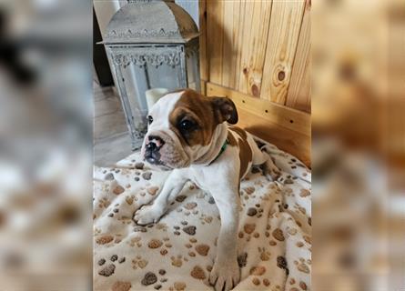 Englische Bulldogge / Boxer Mix Welpen