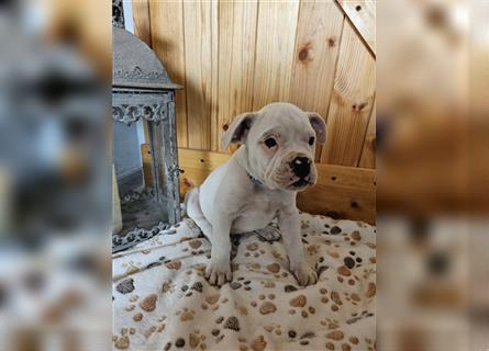 Englische Bulldogge / Boxer Mix Welpen