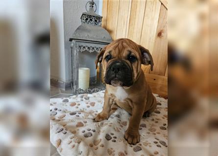 Englische Bulldogge / Boxer Mix Welpen