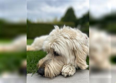 Goldendoodle Rüde