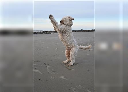 Goldendoodle Rüde