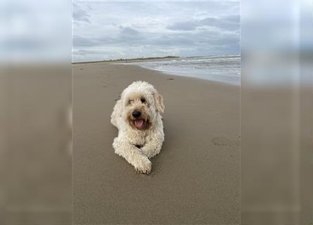 Goldendoodle Rüde