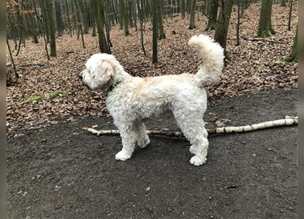 Goldendoodle Rüde