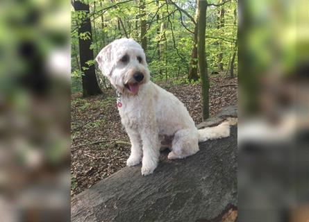 Goldendoodle Rüde