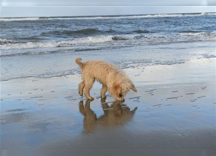 Goldendoodle Rüde