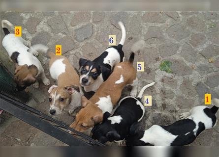 Jack Russell Terrier welpen mit CHIP/Eu-Pass AB SOFORT nur 1 Hündinn