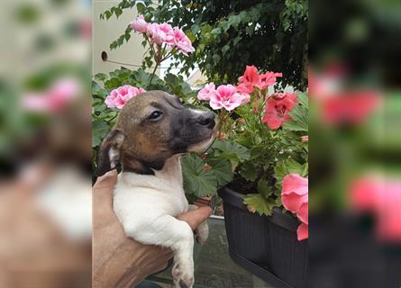 Jack Russell Terrier welpen mit CHIP/Eu-Pass AB SOFORT nur 2 Hündinnen