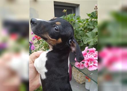 Jack Russell Terrier welpen mit CHIP/Eu-Pass AB SOFORT nur 2 Hündinnen