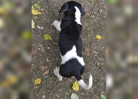 Jack Russell Terrier welpen mit CHIP/Eu-Pass AB SOFORT nur 2 Hündinnen