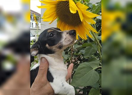 Jack Russell Terrier welpen mit CHIP/Eu-Pass AB SOFORT