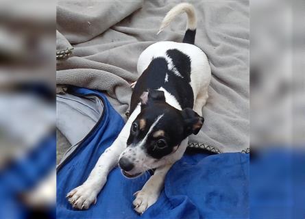 Jack Russell Terrier welpen mit CHIP/Eu-Pass AB SOFORT nur 1 Hündinn