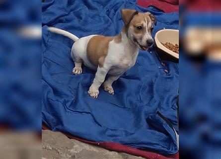 Jack Russell Terrier welpen mit CHIP/Eu-Pass AB SOFORT nur 1 Hündinn