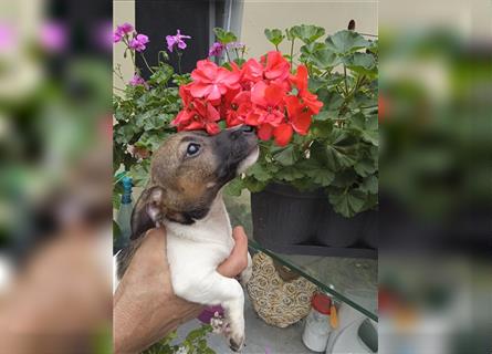 Jack Russell Terrier welpen mit CHIP/Eu-Pass AB SOFORT nur 2 Hündinnen