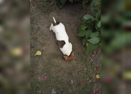 Jack Russell Terrier welpen mit CHIP/Eu-Pass AB SOFORT nur 2 Hündinnen