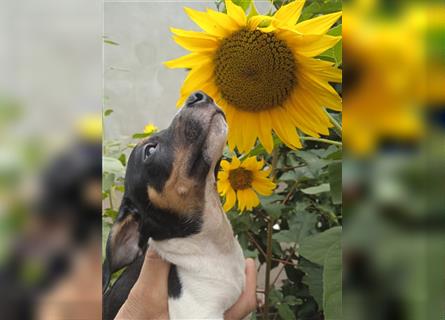 Jack Russell Terrier Rüde mit CHIP/Eu-Pass ab sofort