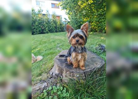 Yorkiepoo Welpen