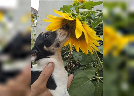 Jack Russell Terrier HÜNDIN mit CHIP/Eu-Pass AB SOFORT