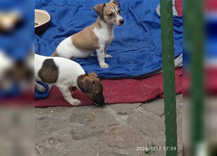 Jack Russell Terrier HÜNDIN mit CHIP/Eu-Pass AB SOFORT