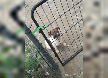 Jack Russell Terrier HÜNDIN mit CHIP/Eu-Pass AB SOFORT