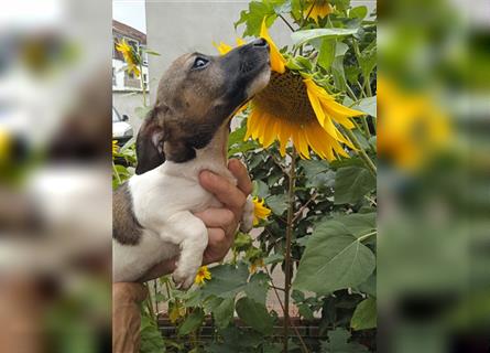 Jack Russell Terrier HÜNDIN mit CHIP/Eu-Pass AB SOFORT