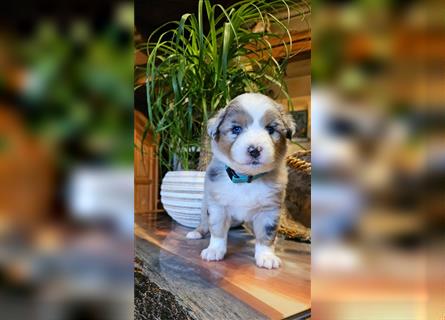 Traumhaft Australian shepherd welpen Showlinie aus familierer hobbyzucht genetisch frei mdr1++