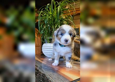 Traumhaft Australian shepherd welpen Showlinie aus familierer hobbyzucht genetisch frei mdr1++