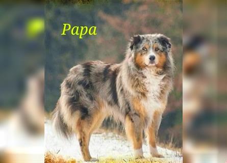 Traumhaft Australian shepherd welpen Showlinie aus familierer hobbyzucht genetisch frei mdr1++