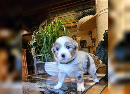 Traumhaft Australian shepherd welpen Showlinie aus familierer hobbyzucht genetisch frei mdr1++