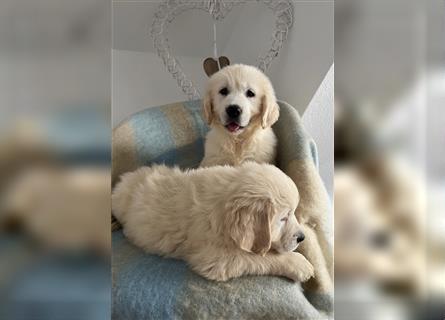 Wunderschöne Golden Retriever Welpen zu verkaufen