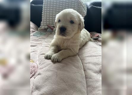 Wunderschöne Golden Retriever Welpen zu verkaufen