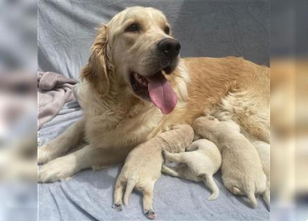 Wunderschöne Golden Retriever Welpen zu verkaufen