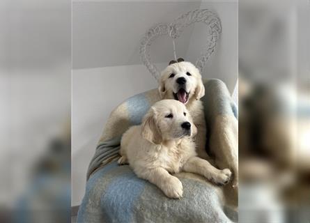 Wunderschöne Golden Retriever Welpen zu verkaufen