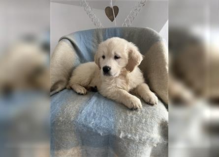 Wunderschöne Golden Retriever Welpen zu verkaufen