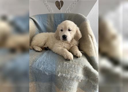 Wunderschöne Golden Retriever Welpen zu verkaufen