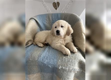 Wunderschöne Golden Retriever Welpen zu verkaufen