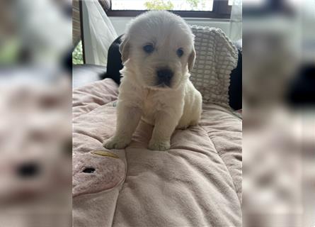 Wunderschöne Golden Retriever Welpen zu verkaufen