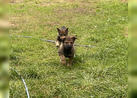 Schäferhundwelpen in liebevolle Hände geben