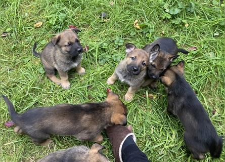 Schäferhundwelpen in liebevolle Hände geben