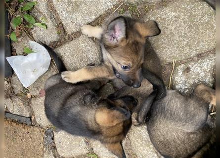 TOP Schäferhundwelpe (DDR-Linie) sucht liebevolles Zuhause