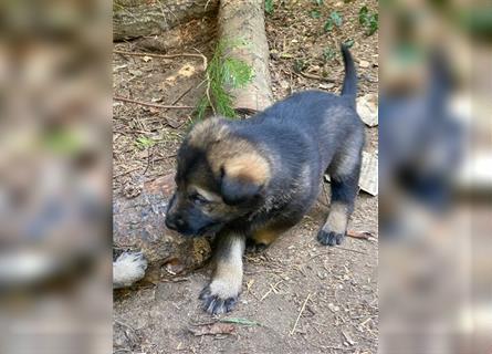 Schäferhundwelpen in liebevolle Hände geben