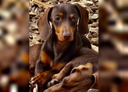 Kleine tolle Zwergdackel/Dackel Welpen suchen noch tolle Familien!