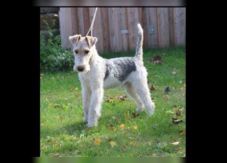 Foxterrier Rüde 5 Monate.