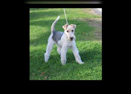 Foxterrier Rüde 5 Monate.