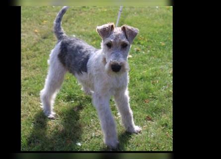 Foxterrier Rüde 5 Monate.